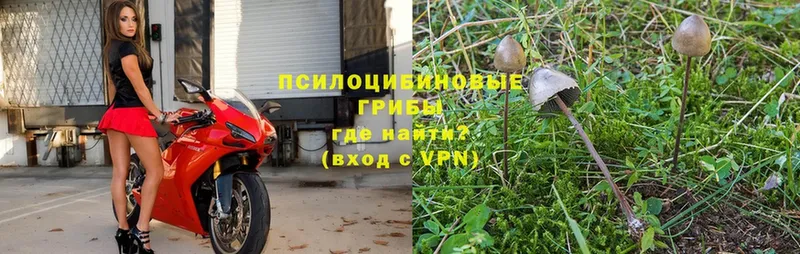 дарнет шоп  Боровск  Псилоцибиновые грибы Psilocybine cubensis 